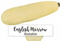English Vegetable Marrow Squash Product Image 1