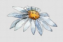 White daisy PNG watercolor flower set Product Image 3