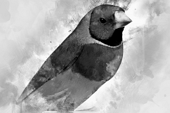 Watercolor Black and White Product Image 2