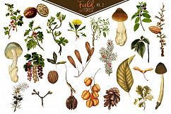 Field &amp; Forest Vintage Botanical Graphics Vol. 2 Product Image 2