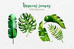 Succulent Tropical leaves PNG watercolor set Product Image 8