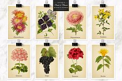 Antique Fruit &amp; Flowers Graphics Product Image 5