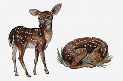 Woodland Animals Hand painted Clip Art Set Product Image 3