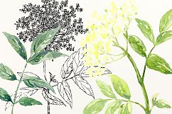 Elderflower Collection, png, svg, eps, label and stickers, watercolor elderflowers Product Image 6
