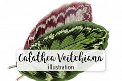 Leaves - Vintage Calathea Veitchiana Leaf Product Image 1