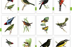 Entire Vintage Collection -Over 1000 Illustrations Product Image 20