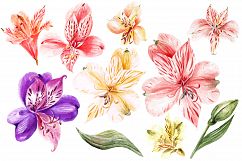 Hand Drawn Watercolor Flowers Product Image 4