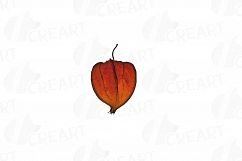Watercolor Chinese Lantern clip art pack, Physalis alkekengi Product Image 7