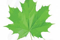Watercolor leaf clip art pack. Eps, png, jpg, pdf, svg, vector illustrator &amp; corel files included, instant download Product Image 2