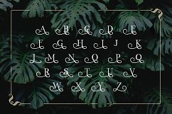 Monstera Product Image 5