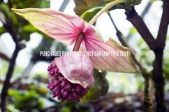 9 Macro Flower Photos Product Image 7