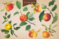 Cider House Antique Apple and Pear Graphics Product Image 3