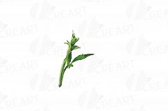 Watercolor Blackberry, branch and leaves clip art pack Product Image 5
