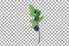 Watercolor blueberry, branch and leaves vector clip art pack Product Image 3