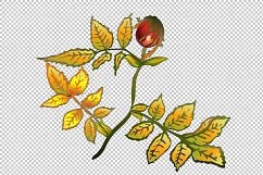 Vector autumn yellow rose hip plant PNG set Product Image 6