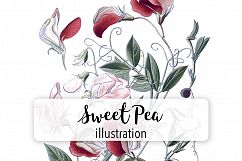 Florals - Vintage Sweet Pea Product Image 1