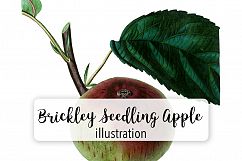 Fruit - Vintage Brickley Seedling Apple Product Image 1
