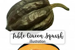 Table Queen Squash - Vintage Illustration Product Image 1
