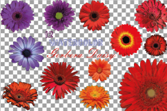 Watercolor Gerbera Daisy clip art pack, colorful gerberas 2 Product Image 2