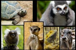 16 Animal Portraits Photographs Bundle Product Image 2