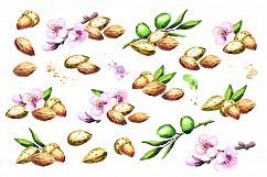 Almonds bundle. Watercolor Product Image 2