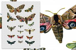 Butterfly - Insects - Vintage Bugs - Butterflies Product Image 2