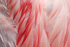 Colourful Birds Feathers Texture Images Bundle Product Image 6