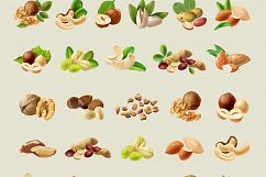Collection of nuts. Vector illustration Product Image 3