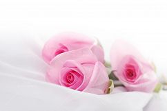 rose flower on white silk Product Image 2