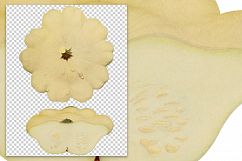 White Bush Scallop Pumpkin - Vintage Illustration Product Image 2