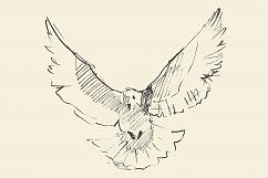 White pigeon Product Image 1