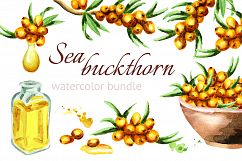 Sea buckthorn. Watercolor Product Image 1