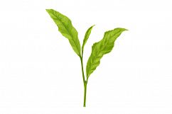 realistic tea leaf hand painting vector Product Image 1
