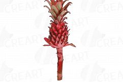 Watercolor Pineapple clip art pack, watercolor ananas clip art exotic fruit, Printable png, pdf, jpg, svg, eps and vector files included. Product Image 7