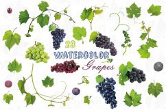 Grapes clip art watercolor wine grape, branch, flowers, leaf Product Image 1