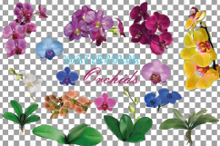 Colourful orchids watercolor clip art pack, leaves, flowers Product Image 2