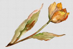 Colorful autumn tulips PNG watercolor set   Product Image 2