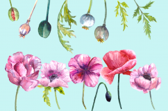 Watercolor Summer Poppies Clip Art - Bonus Wreath and Border Product Image 3