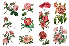 Vintage Flower Illustrations - Vol 1 Product Image 5