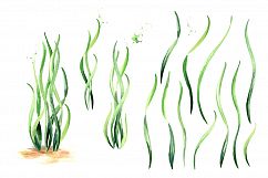 Spirulina. Watercolor collection Product Image 2