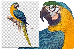 Parrot - Vintage Macaw Bird Product Image 2
