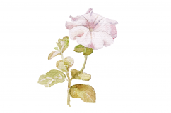 Hand Painted WATERCOLOR FLOWERS | Clip art | PNG/JPEG Product Image 5