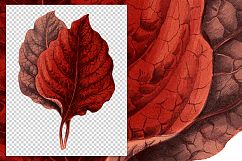 Leaves - Vintage Armarantus Melancholicus Product Image 2