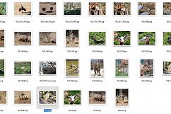 Animal Photo collection Product Image 2