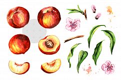 Peaches. Watercolor collection Product Image 2