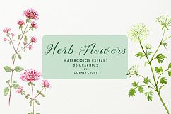 Watercolor herb flower clipart Product Image 5