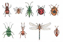 Insects Collection Product Image 2