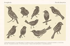 Songbirds graphic collection Product Image 2