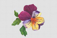 Wildflower orange viola PNG watercolor set Product Image 1