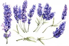 Lavender PNG flowers in watercolor Product Image 4